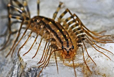 long legged centipede looking bug.